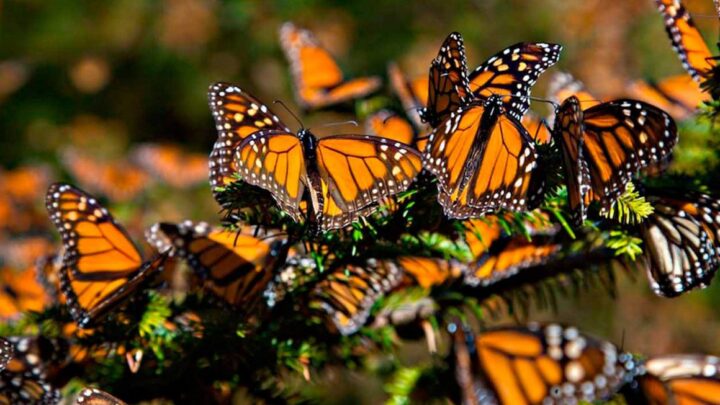 La Mariposa Monarca inicia su migración anual a México