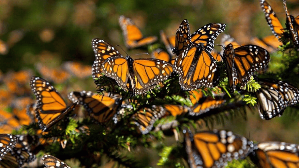 Santuarios para disfrutar de la mariposa Monarca