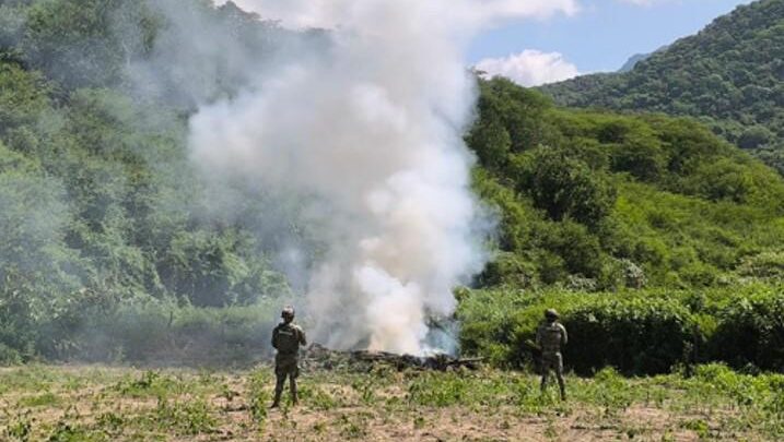 Destruyen más de 130 toneladas de mariguana en operativos en Durango