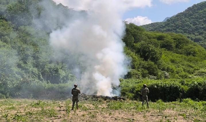 Destruyen más de 130 toneladas de mariguana en operativos en Durango