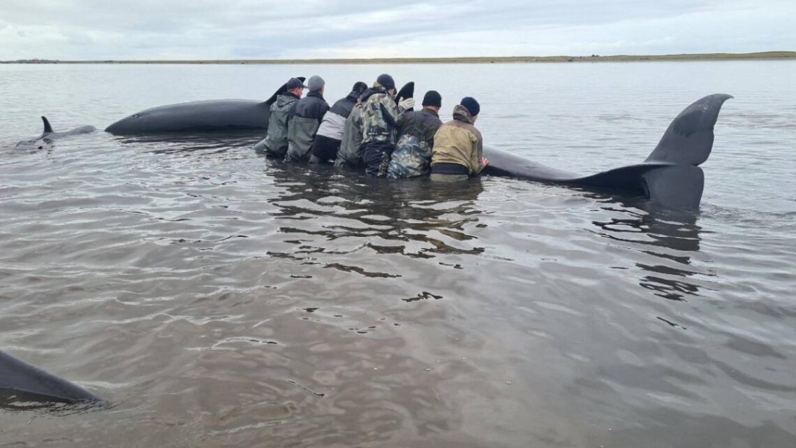 Rescatistas salvan a más de 30 ballenas varadas en Nueva Zelanda