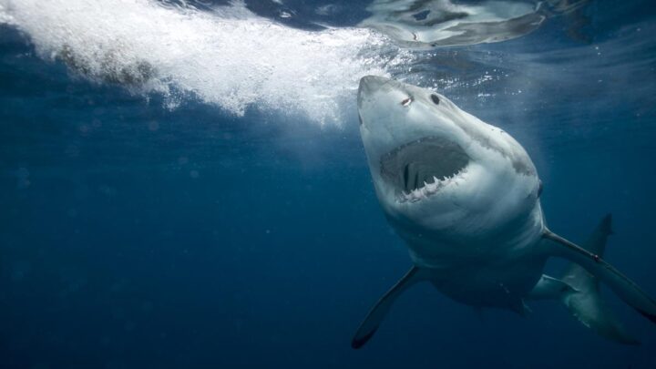 Submarinista muere tras ser atacado por un tiburón en Nueva Zelanda