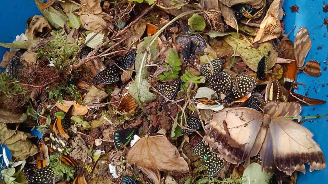Vandalizan mariposario en Xalapa; pierden una generación completa de mariposas