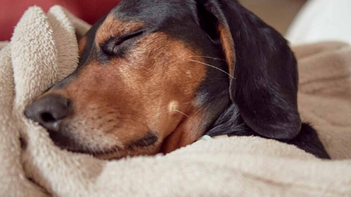 Tercer caso de envenenamiento masivo de animales alarma a Tekax, Yucatán