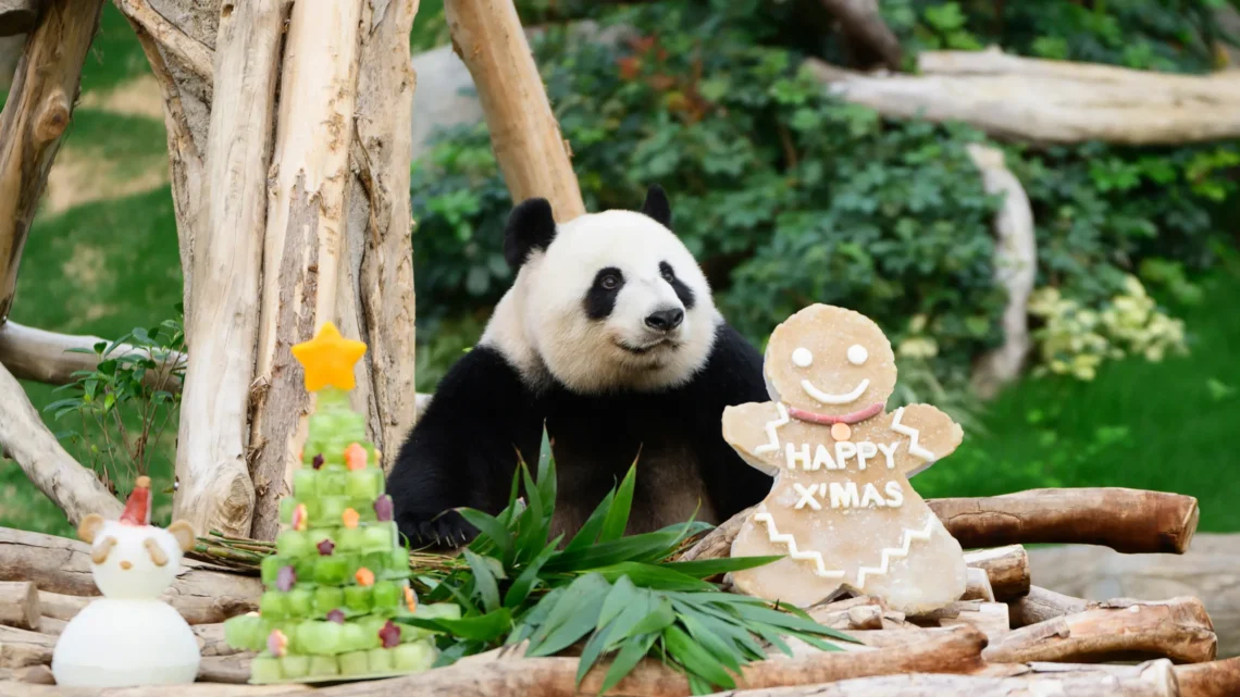 Los pandas An An y Ke Ke celebran su primera Navidad en Hong Kong