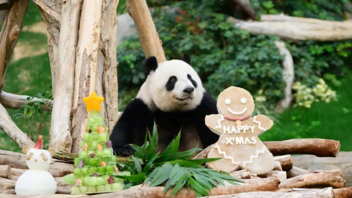 Los pandas An An y Ke Ke celebran su primera Navidad en Hong Kong