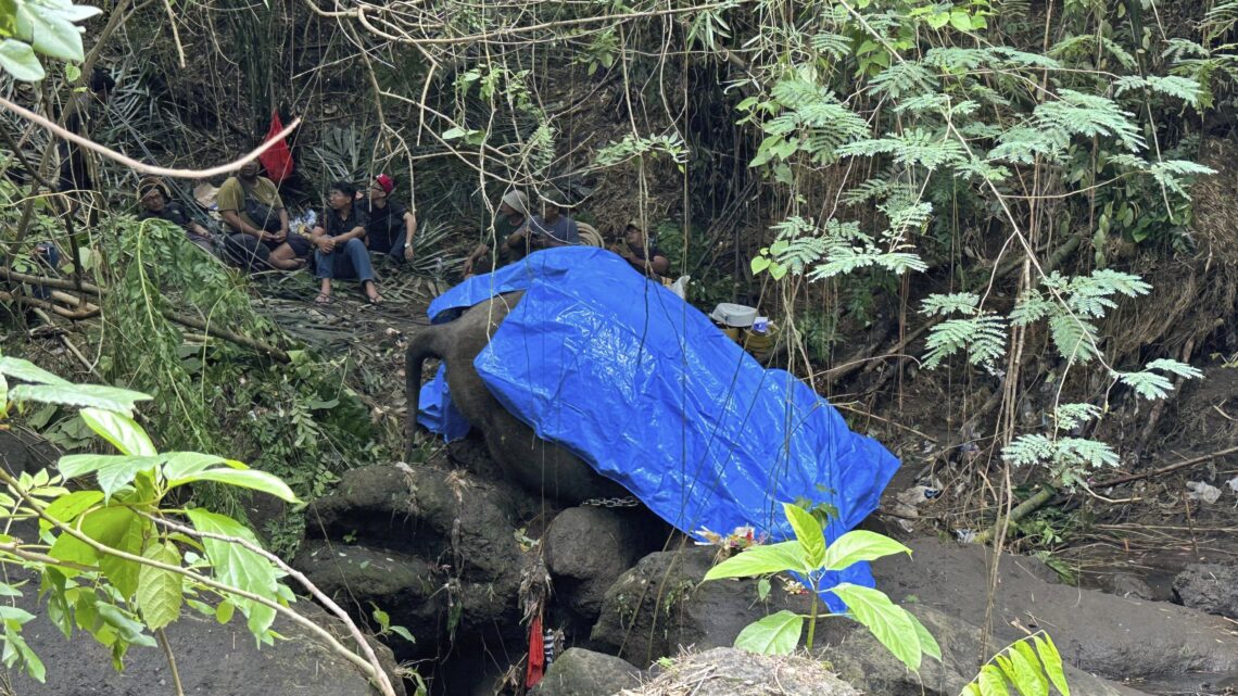Muere una elefanta de zoológico en Indonesia tras ser arrastrada por un río