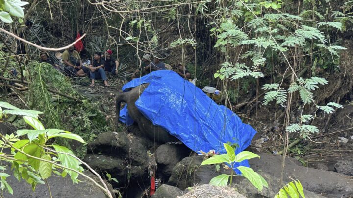 Muere una elefanta de zoológico en Indonesia tras ser arrastrada por un río