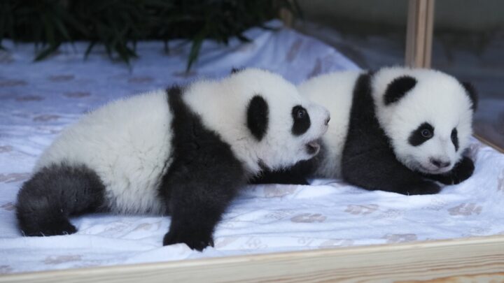 El zoológico de Berlín revela los nombres de sus gemelas pandas
