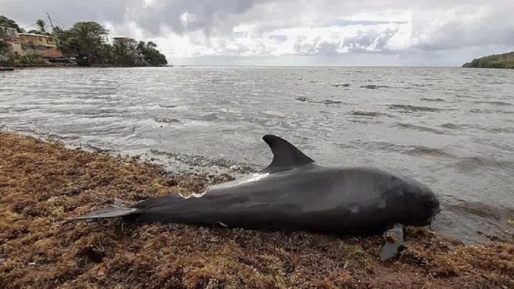 Más de 30 cetáceos muertos en el Mar Negro por el derrame de petróleo