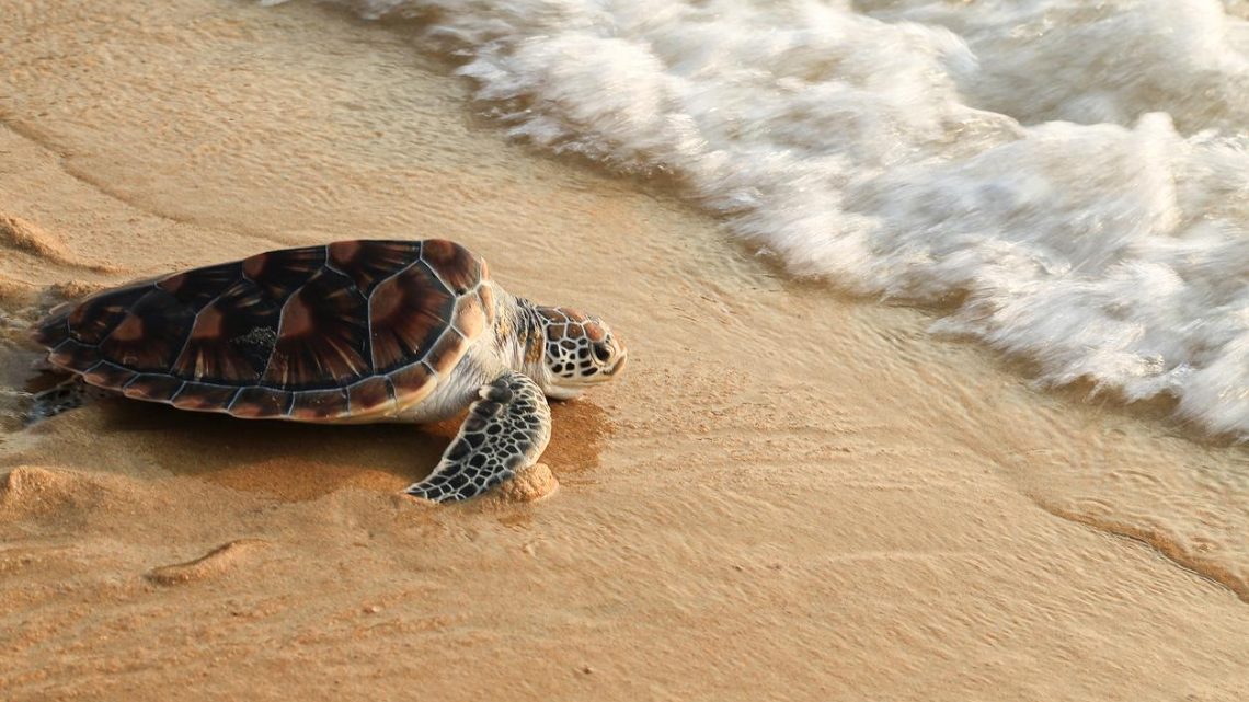 Más de 400 tortugas marinas mueren en la costa oriental de la India
