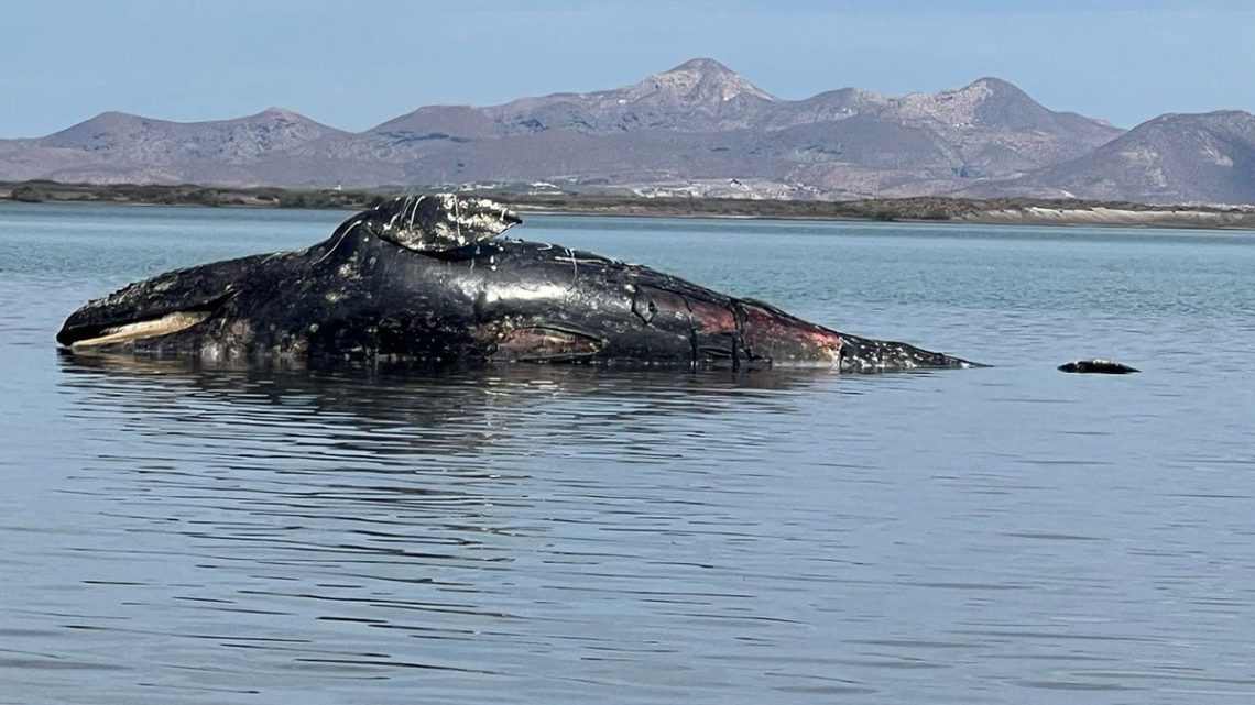 Preocupa alta mortalidad de ballenas grises en México