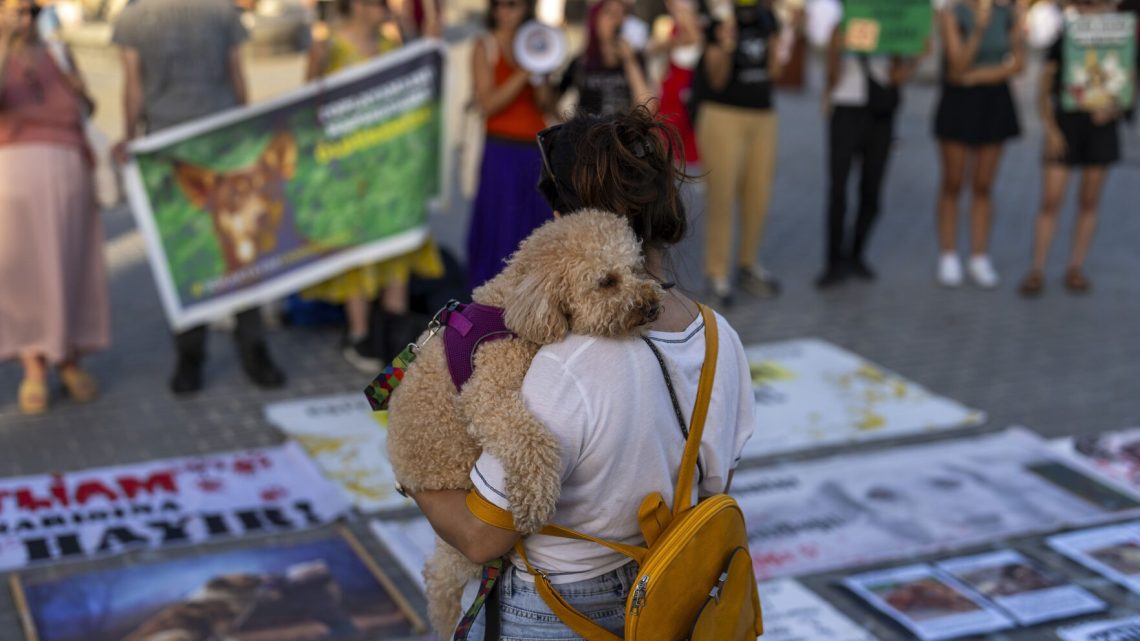 Exigen acciones contra millones de perros callejeros en Turquía tras la muerte de una niña