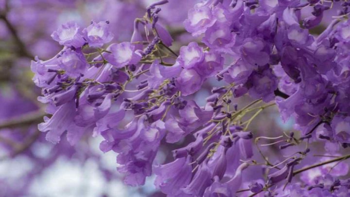 La llegada de la primavera resalta aún más este espectáculo natural, y recientemente el empresario Ricardo Salinas Pliego decidió aprovecharlo para lanzar un concurso en redes sociales.