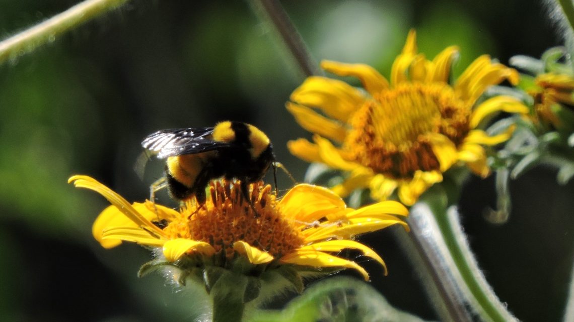 Invita SECULT al Festival de las Abejas Nativas