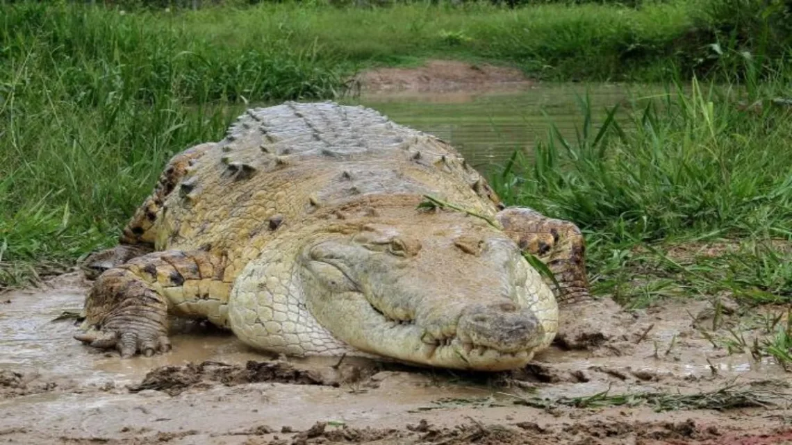 El cocodrilo que atacó al menor, de entre 9 y 10 años, tendría de dos o tres metros de largo