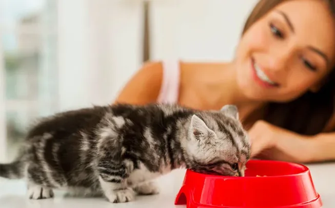 Desde el punto de vista económico, el cuidado de perros y gatos implica gastos similares en alimentación, salud, accesorios y alojamiento temporal durante vacaciones