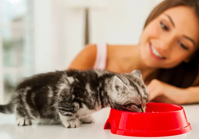 Desde el punto de vista económico, el cuidado de perros y gatos implica gastos similares en alimentación, salud, accesorios y alojamiento temporal durante vacaciones