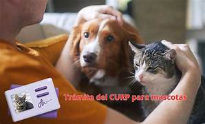 Esta es la multa por no tramitar el CURP para mascotas en CDMX