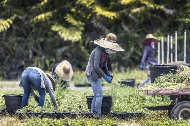 Estas son las afectaciones laborales por la política migratoria de Trump