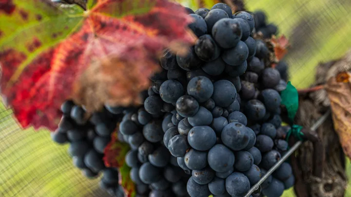 Expande Querétaro su emergente industria vitivinícola a través de su clúster