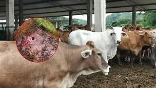 El Departamento de Salud y Servicios Humanos de Estados Unidos permitirá el uso de emergencia de fármacos para tratar o prevenir infestaciones causadas por el gusano barrenador