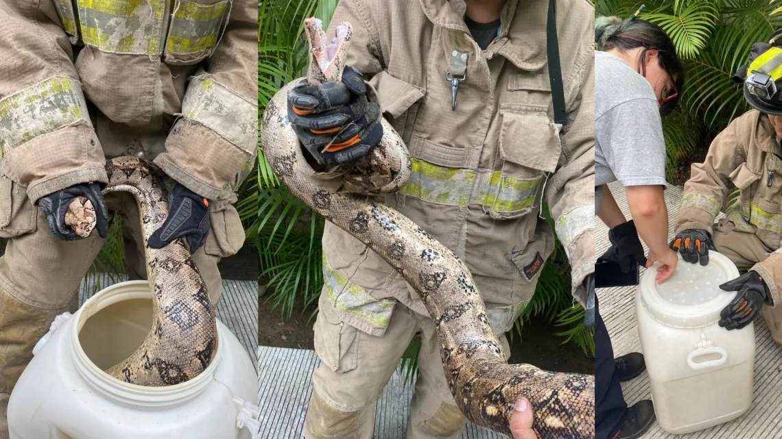 Elementos de Protección Civil Manzanillo acudieron a las instalaciones de una tienda el día de hoy por reporte de fauna silvestre