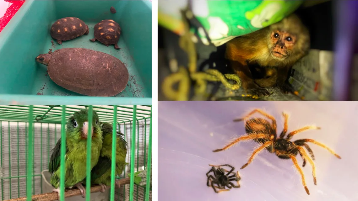 La venta ilegal de animales silvestres a través de redes sociales es un problema que ha crecido en años reciente