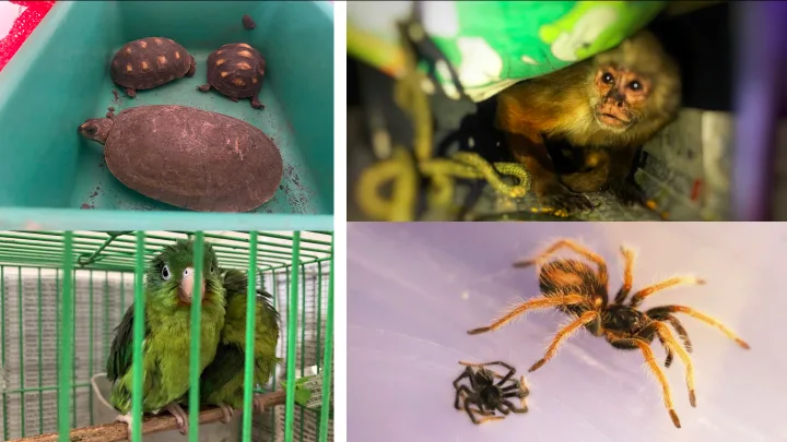 La venta ilegal de animales silvestres a través de redes sociales es un problema que ha crecido en años reciente
