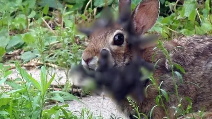 En días recientes, internautas han posteado fotografías de los conejitos afectados, lo que ha despertado alarma por posible contagio