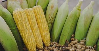 Sheinbaum anunció en su conferencia matutina, la creación del nuevo Sistema Mexicano de Ordenamiento de Mercado y Comercialización del Maíz