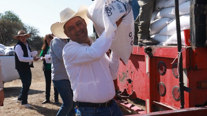 Entrega SEDEA maíz para consumo humano en Colón