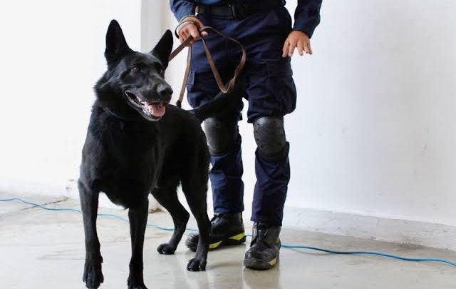 Togo: el valiente perrito que apoya en la búsqueda de víctimas del derrumbe