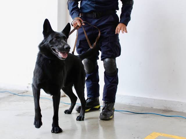 Togo: el valiente perrito que apoya en la búsqueda de víctimas del derrumbe